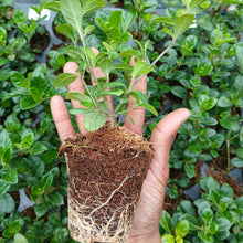 Load image into Gallery viewer, Barleria repens rosea (3Plants)
