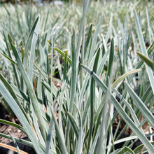 Load image into Gallery viewer, Tulbaghia violacea Silver Lace
