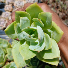 Load image into Gallery viewer, Echeveria Green Montana (3 Plants)
