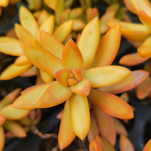 Load image into Gallery viewer, Sedum adolphii (3 Plants)
