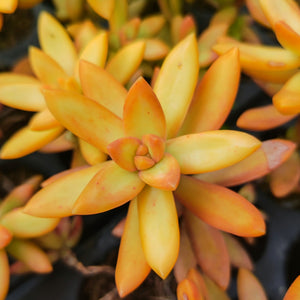 Sedum adolphii (3 Plants)