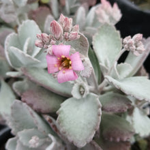Load image into Gallery viewer, Kalanchoe pumila (3 Plants)
