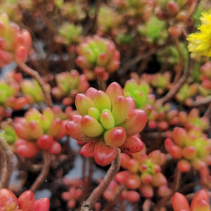 Sedum rubrotinctum Jelly Beans (3 Plants)