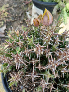 Orbea dummerii (1 Plants)