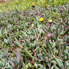 Load image into Gallery viewer, Othonna capensis 'String of rubies'(1 Plant)
