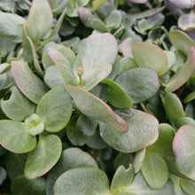 Load image into Gallery viewer, Crassula multicava Green (3 Plants)
