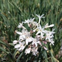 Load image into Gallery viewer, Tulbaghia violacea Pearl
