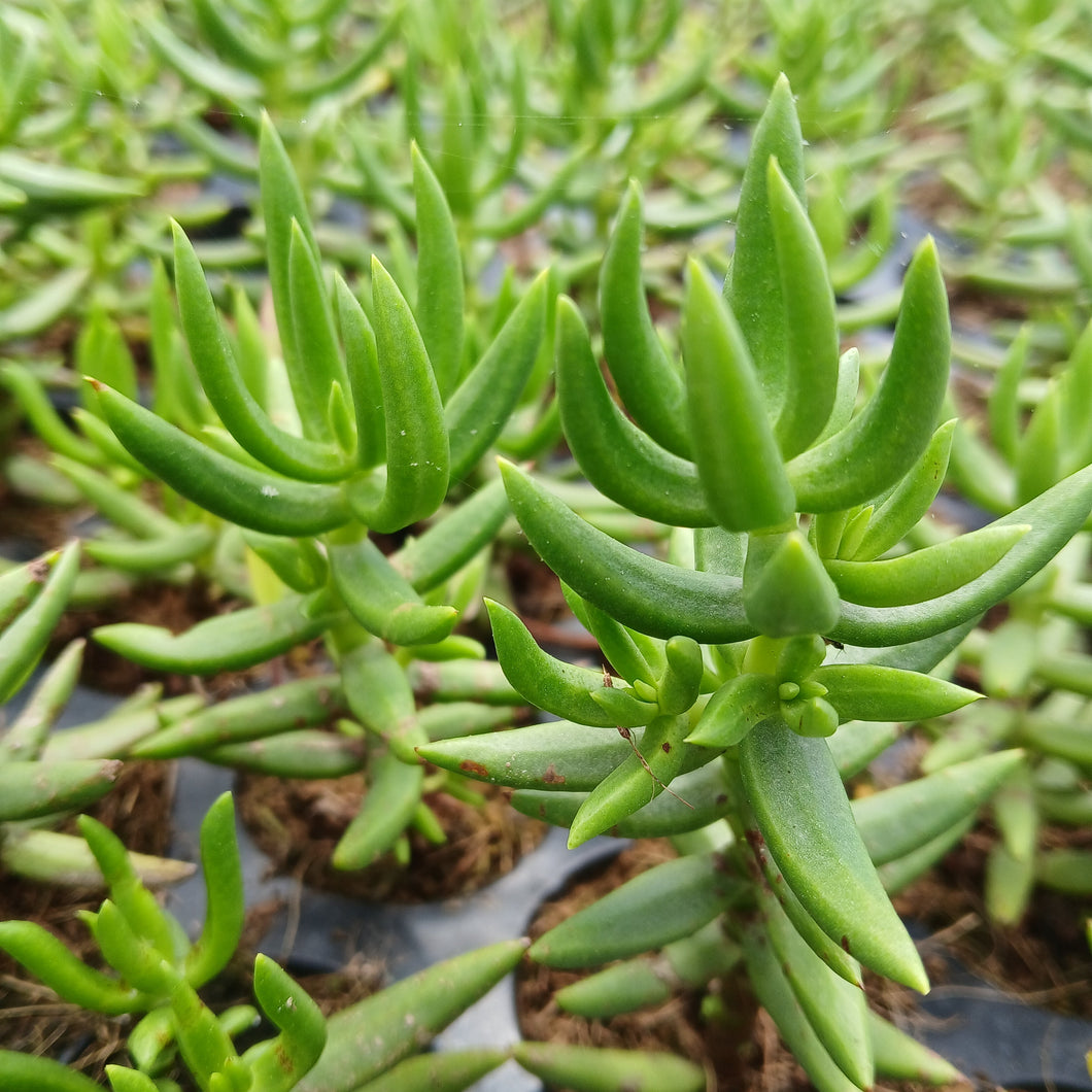 Crassula tetragona (3 Plants)