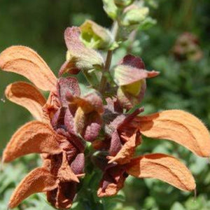 Salvia Africana Lutea (1 plants)