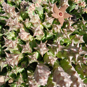 Orbea Cooperii (1 Plants)