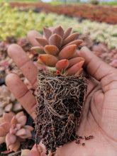 Load image into Gallery viewer, Sedum adolphii brown (3 Plants)
