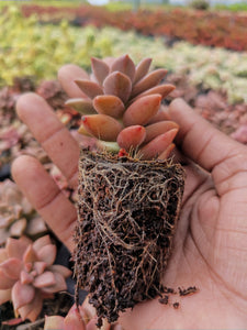 Sedum adolphii brown (3 Plants)
