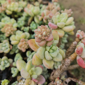 Sedum clavatum (3 Plants)
