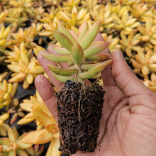 Load image into Gallery viewer, Sedum adolphii (3 Plants)
