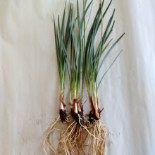 Load image into Gallery viewer, Tulbaghia violacea Ashanti
