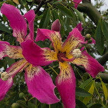 Load image into Gallery viewer, Ceiba Speciosa 'Kapok Tree' (1Plant)
