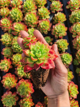 Load image into Gallery viewer, Sedeveria Letizia (3 Plants)
