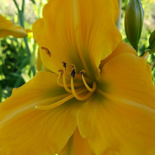 Load image into Gallery viewer, Daylily Gainsford Gold
