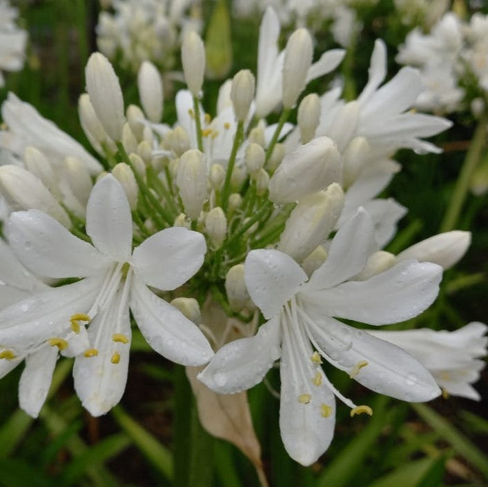 Agapanthus Superior White