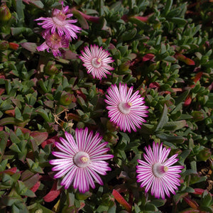 Ruschia lineolata (3 Plants)