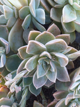Load image into Gallery viewer, Graptoveria Lime (3 Plants)
