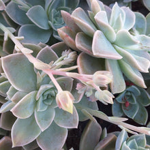 Load image into Gallery viewer, Graptoveria Lime (3 Plants)
