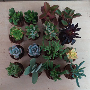 Gift pots  - Succulent selection (3 Plants)