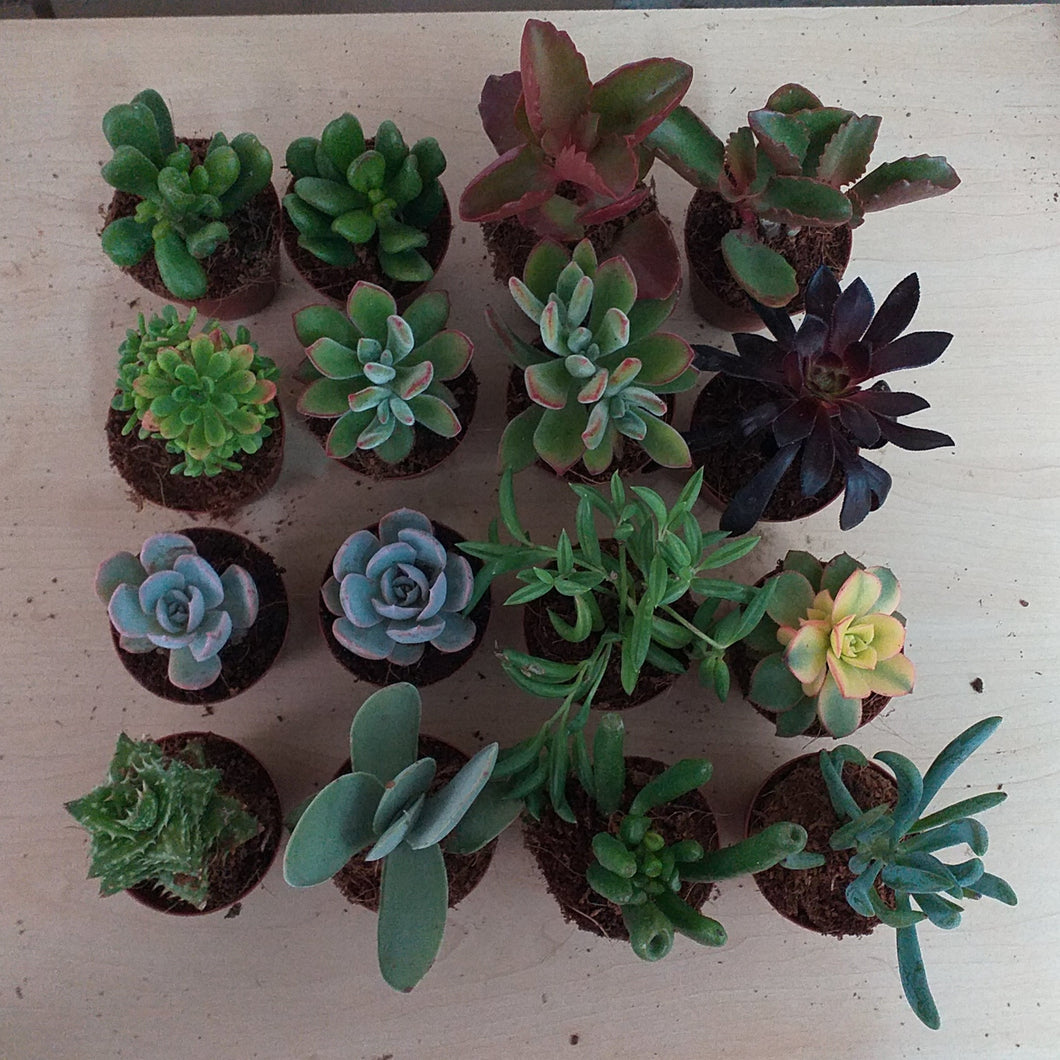 Gift pots  - Succulent selection (3 Plants)