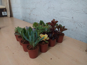 Gift pots  - Succulent selection (3 Plants)