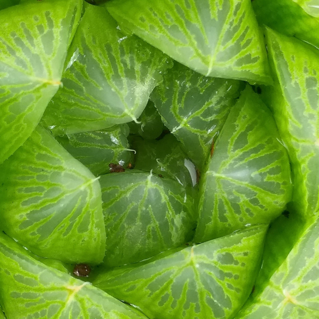 Haworthia cymbiformis (3 Plants)