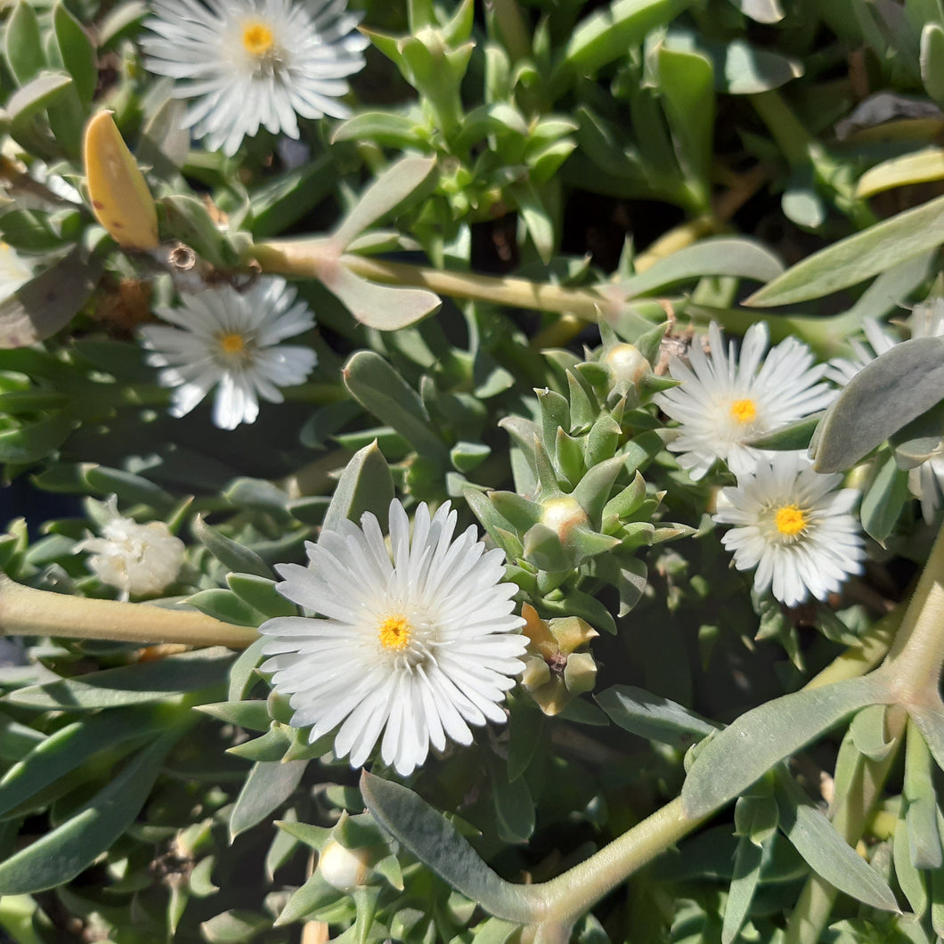 Delosperma litorale White(3 Plants)