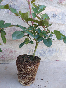 Iceberg Rose (3 Plants)