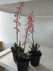 Gasteria Liliputana (3 Plants)