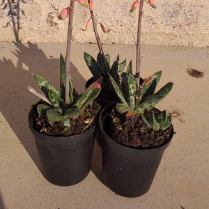 Gasteria Liliputana (3 Plants)