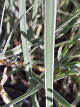 Load image into Gallery viewer, Tulbaghia violacea Variegata
