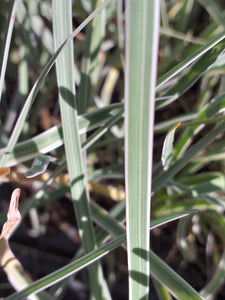 Tulbaghia violacea Variegata