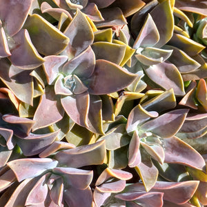 Graptoveria Fred Ives (3 Plants)