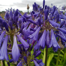 Load image into Gallery viewer, Agapanthus Jonie
