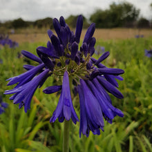 Load image into Gallery viewer, Agapanthus Hanneke
