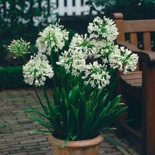 Load image into Gallery viewer, Agapanthus Superior White
