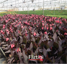 Load image into Gallery viewer, Canna Flirtini
