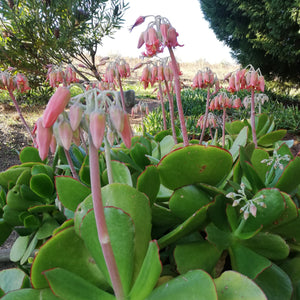 Cotyledon orbiculata -Green leaf (3 Plants)