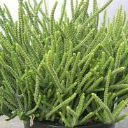 Load image into Gallery viewer, Crassula Rastafari (3 Plants)
