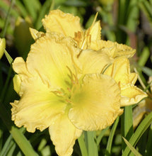 Load image into Gallery viewer, Daylilies - Anna Mae Hager
