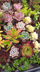 Gift pots  - Succulent selection (3 Plants)