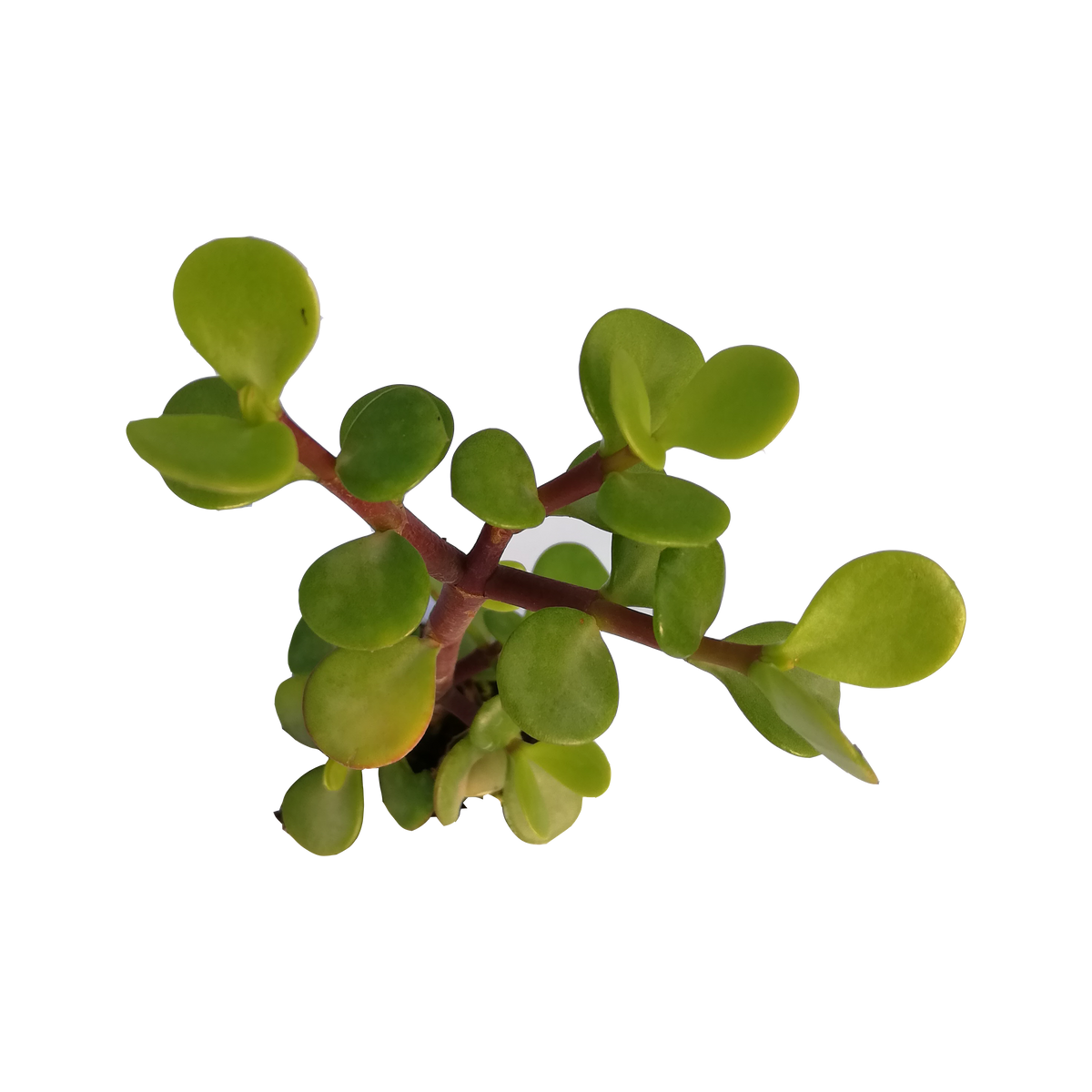 Portulacaria afra - normal leaf (3 Plants) – Plants Direct