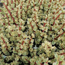 Load image into Gallery viewer, Portulacaria afra - variegata (3 Plants)
