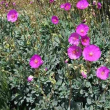 Load image into Gallery viewer, Calandrinia spectabilis (3 Plants)
