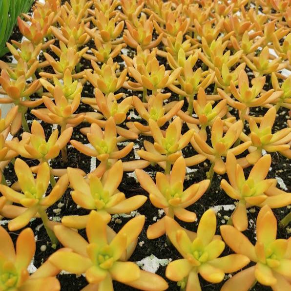 Sedum adolphii (3 Plants)