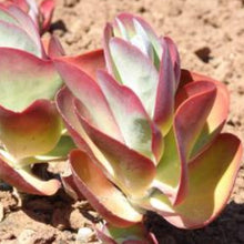 Load image into Gallery viewer, Kalanchoe luciae (3 Plants)
